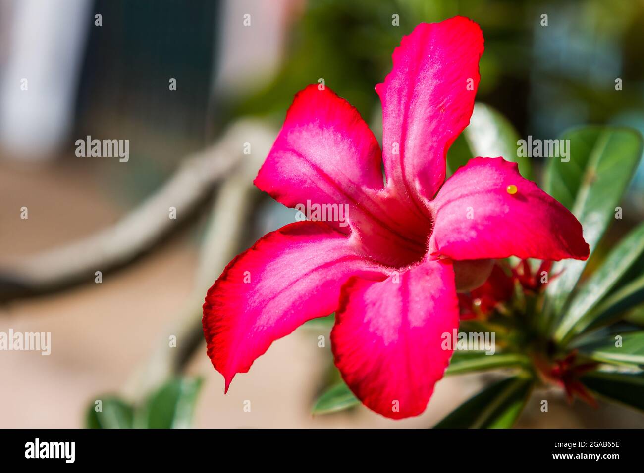 Rosa del desierto; lirio Impala; fondo de la naturaleza de la flor del  azalea del pavo Fotografía de stock - Alamy