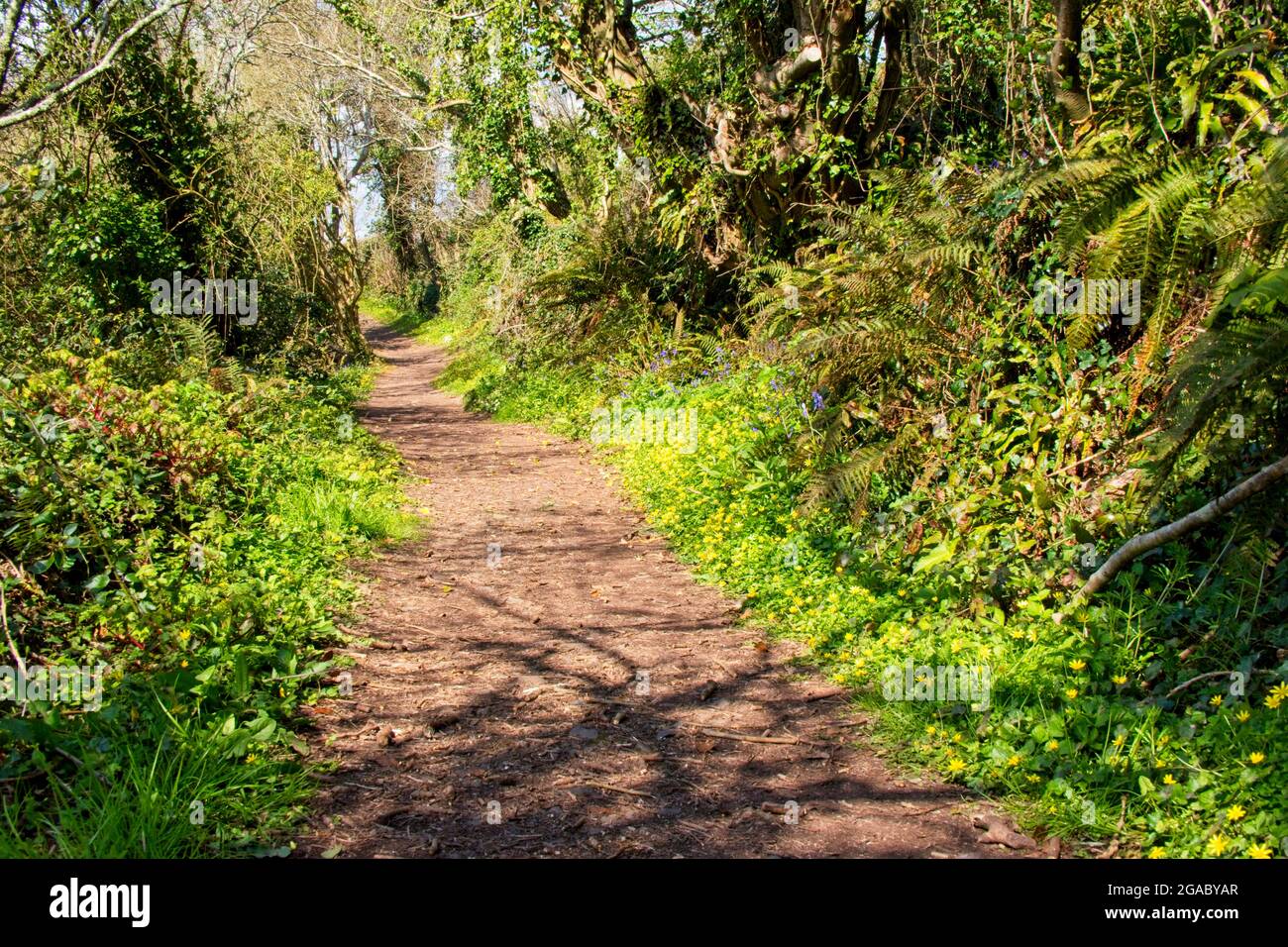 Marsh Lane, un 'Green Lane', pista antigua, camino de puente, en la Reserva Natural Slapton Ley, Devon, Reino Unido. Foto de stock