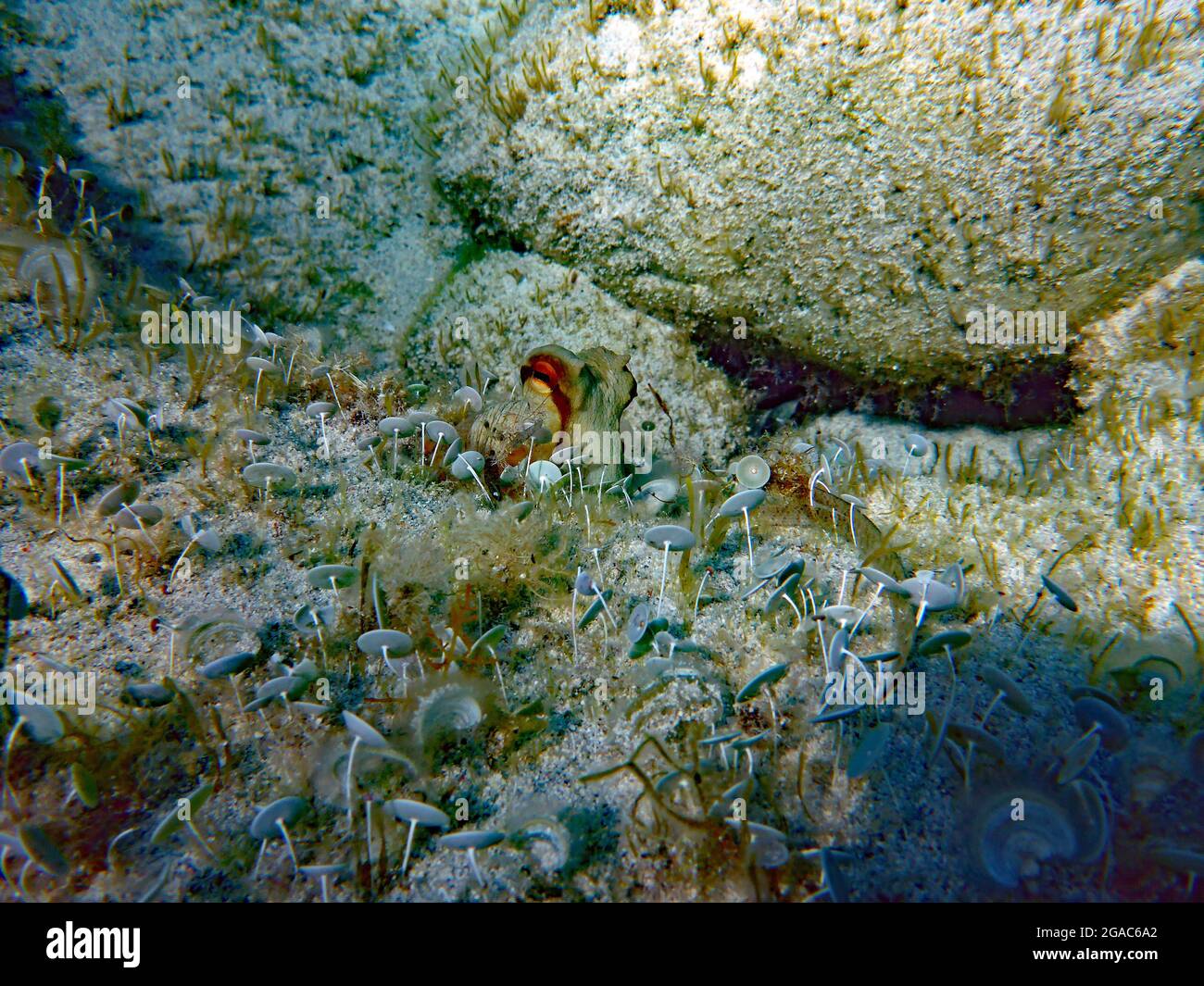 Pulpo vulgaris, Mar Mediterráneo Foto de stock