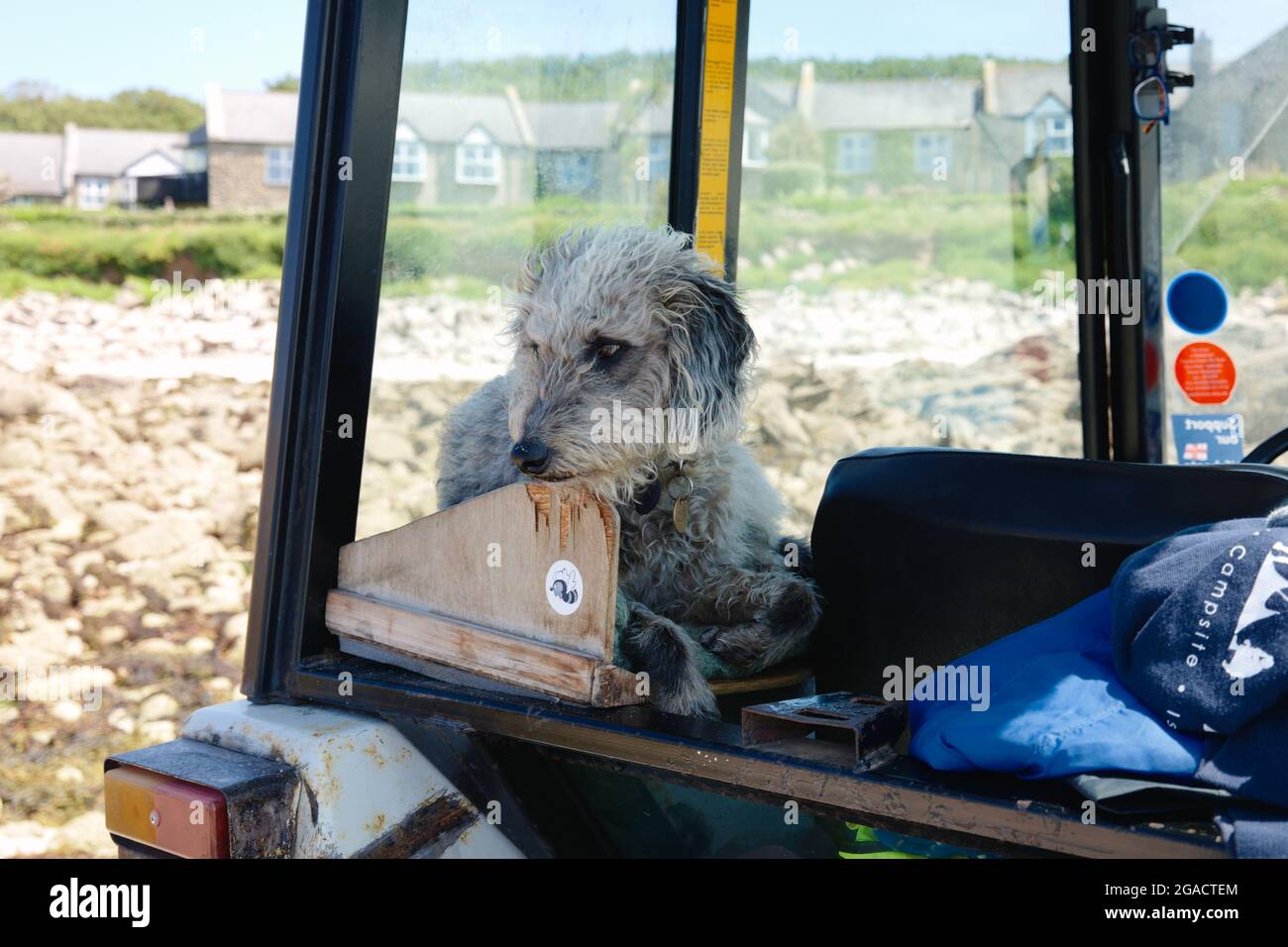 Un perro sentado en un tractor, la parte baja de la ciudad, la isla de San Martín, Islas de Scilly, Cornwall, Inglaterra, Reino Unido, julio de 2021 Foto de stock