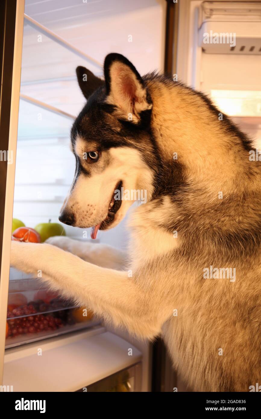 Hermoso perro huskies cerca de la nevera en la cocina Fotografía de stock -  Alamy