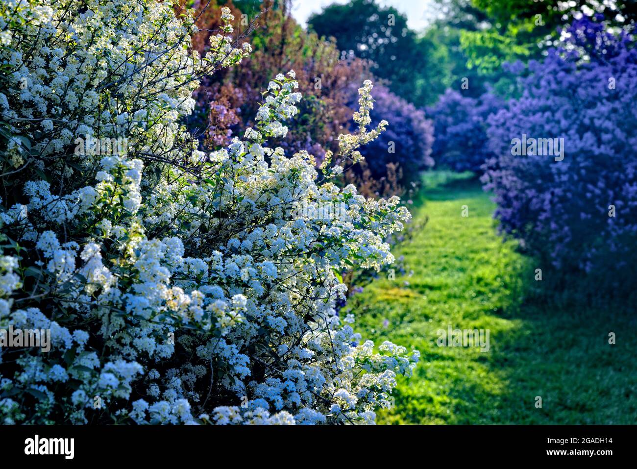 Floración de Spirea y Lilac Arbustos en un Jardín, Condado de Somerset , Nueva Jersey, Estados Unidos Foto de stock
