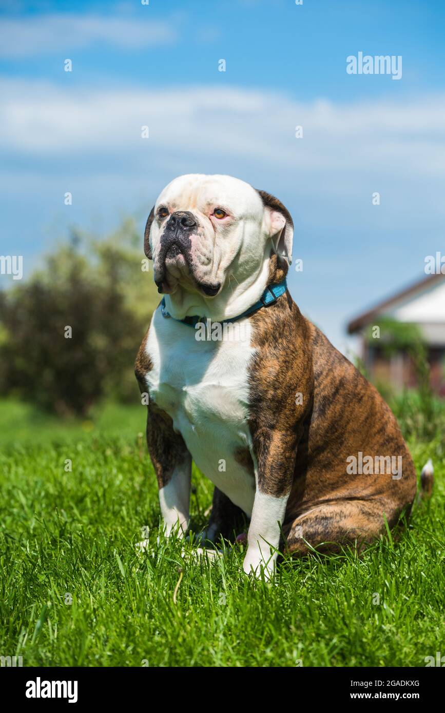 Red tiger hot sale american bulldog