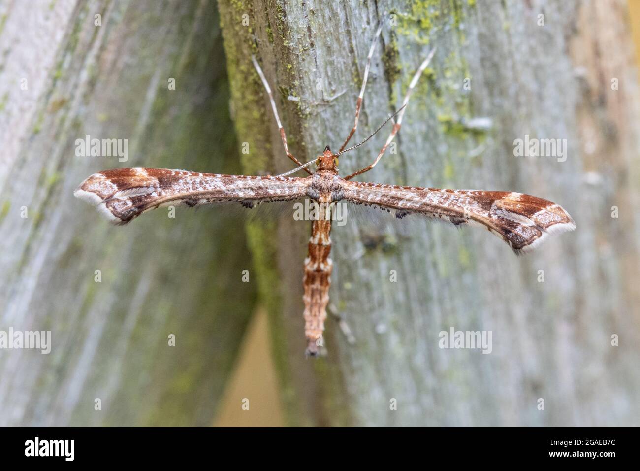 Vida salvaje del Reino Unido: Hermosa polilla de pluma (Amblyptilia acanthadactyla) encaramada en una valla, después de ser perturbada mientras segaba el césped, en cruciforme descansando p Foto de stock