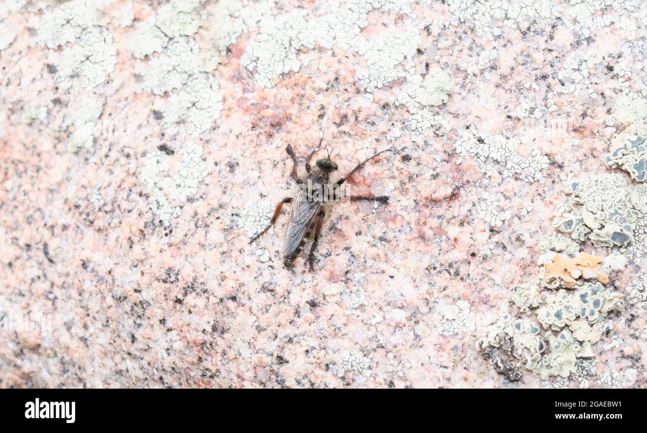 Una mosca Robber (Cyrtopogon plausor) encaramado en una roca en las montañas de Colorado Foto de stock