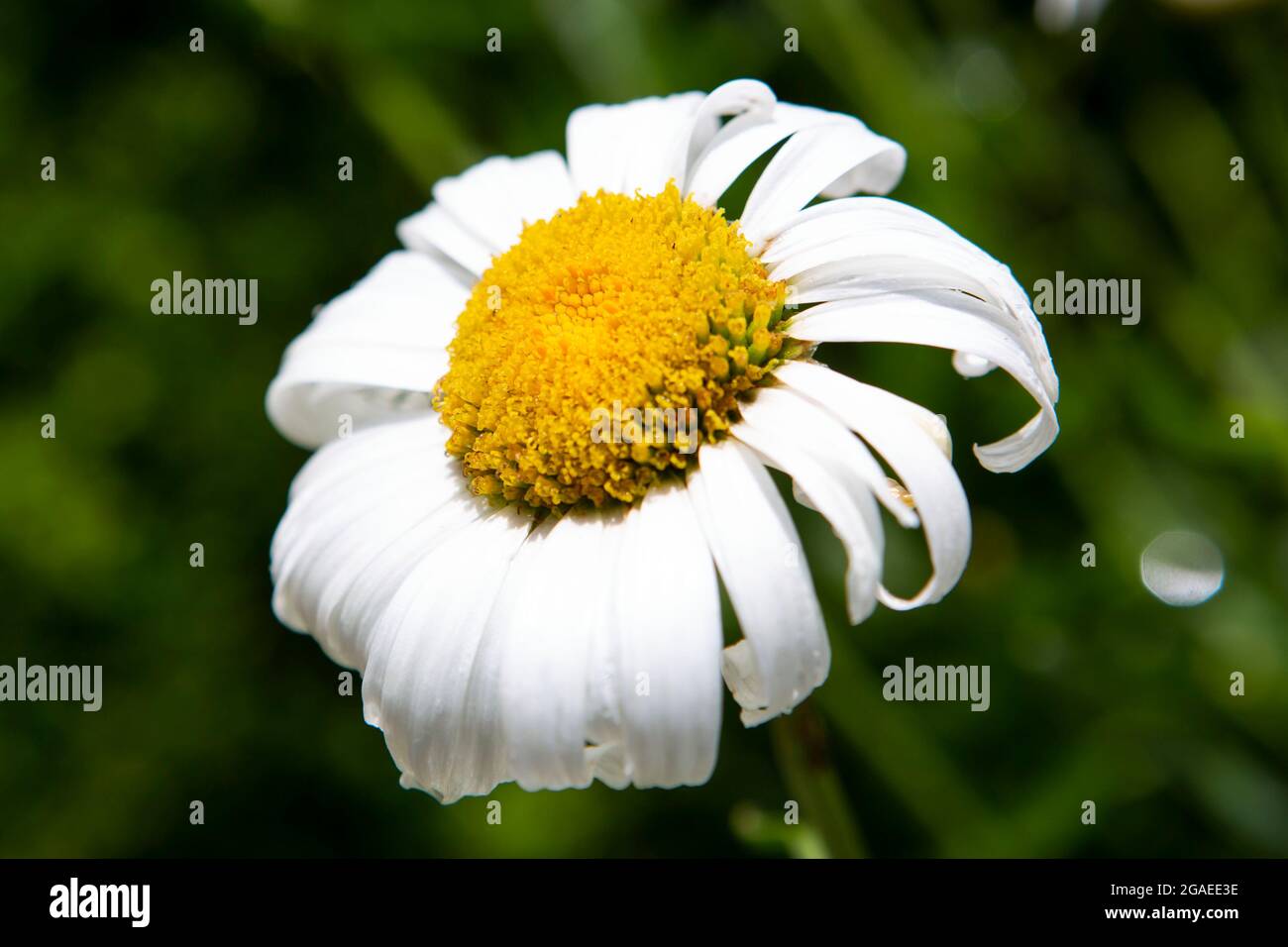 https://c8.alamy.com/compes/2gaee3e/daisy-ojo-de-bueyes-con-petalos-ondulados-2gaee3e.jpg