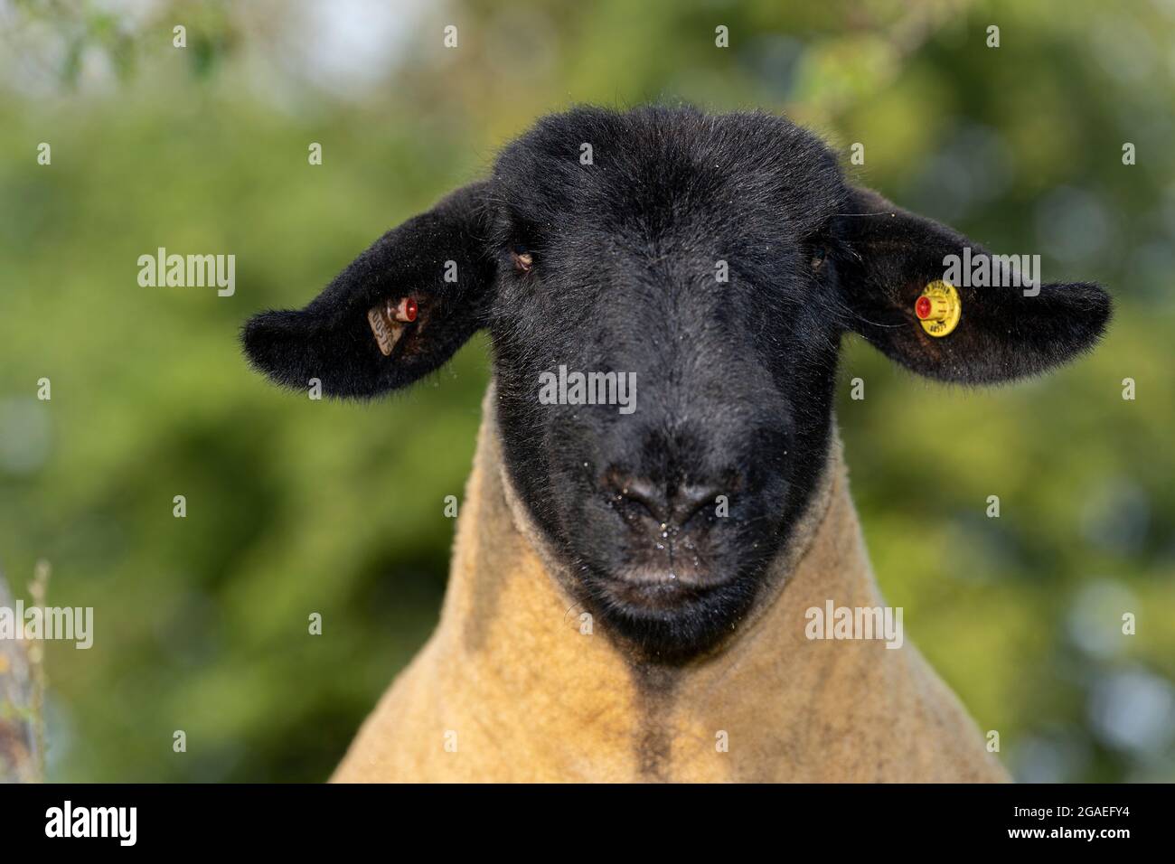 Primer plano de una cara de una oveja de pedigrí Suffolk. North Yorkshire, Reino Unido. Foto de stock