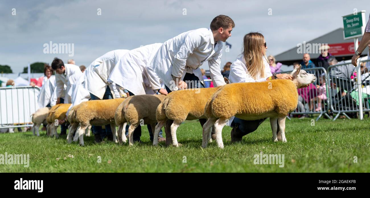 Mostrando ovejas Beltex en el Great Yorkshire Show, 2021. Foto de stock