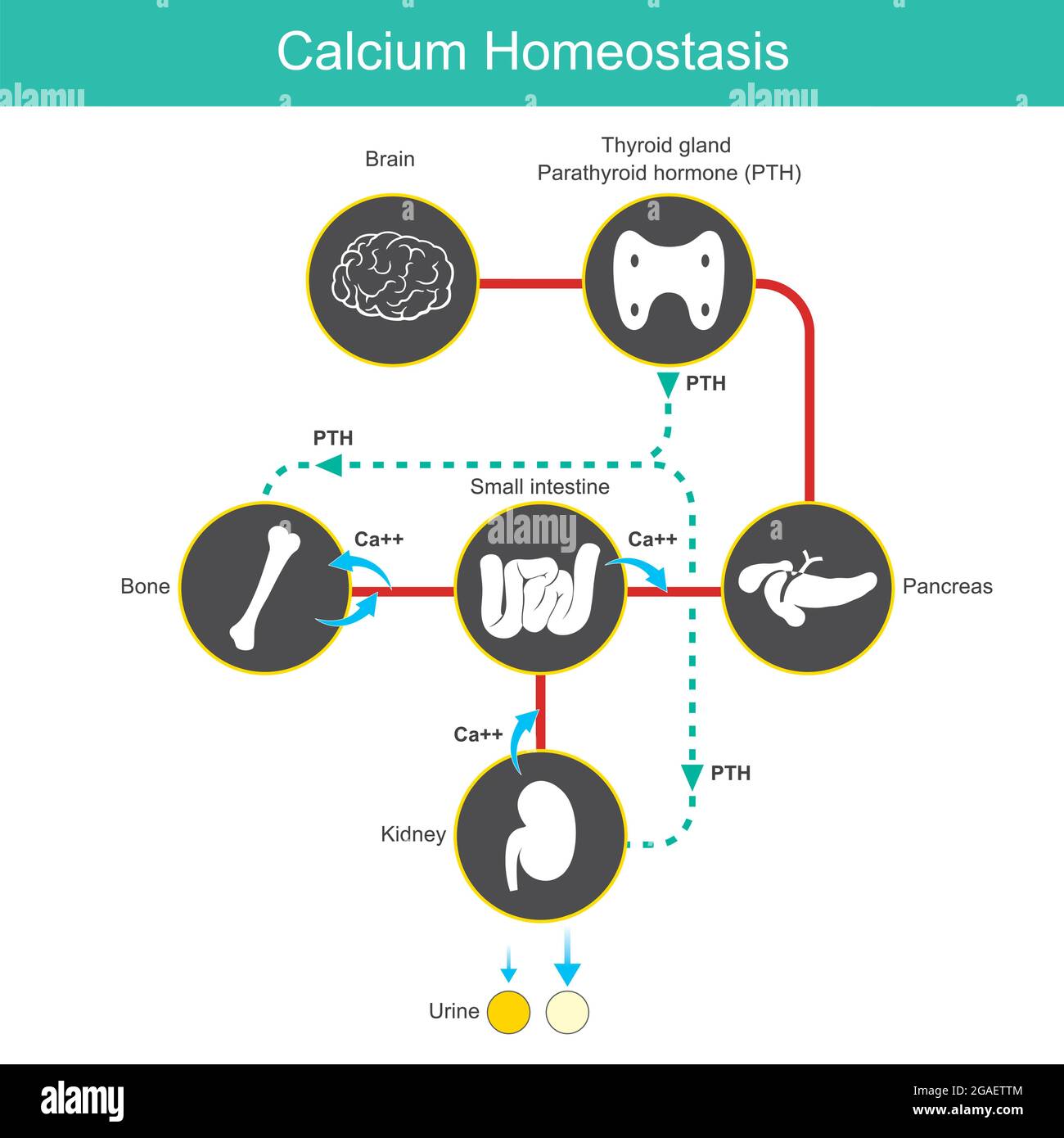 Homeostasis del calcio. Diagrama para aprender los niveles de calcio en sangre humana. Ilustración vectorial. Ilustración del Vector