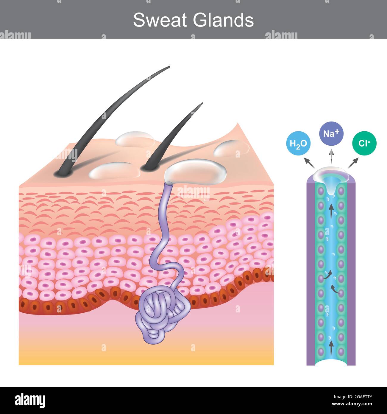 Glándulas sudoríparas. Ilustración que muestra la estructura de la glándula del sudor humana debajo de las capas de la piel. Ilustración del Vector