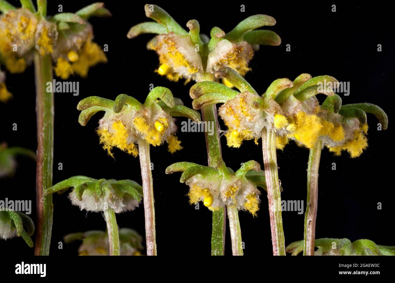 Hembra, Marchantia liverwort bryophyte, cuerpos fructificantes dispersando esporas Foto de stock