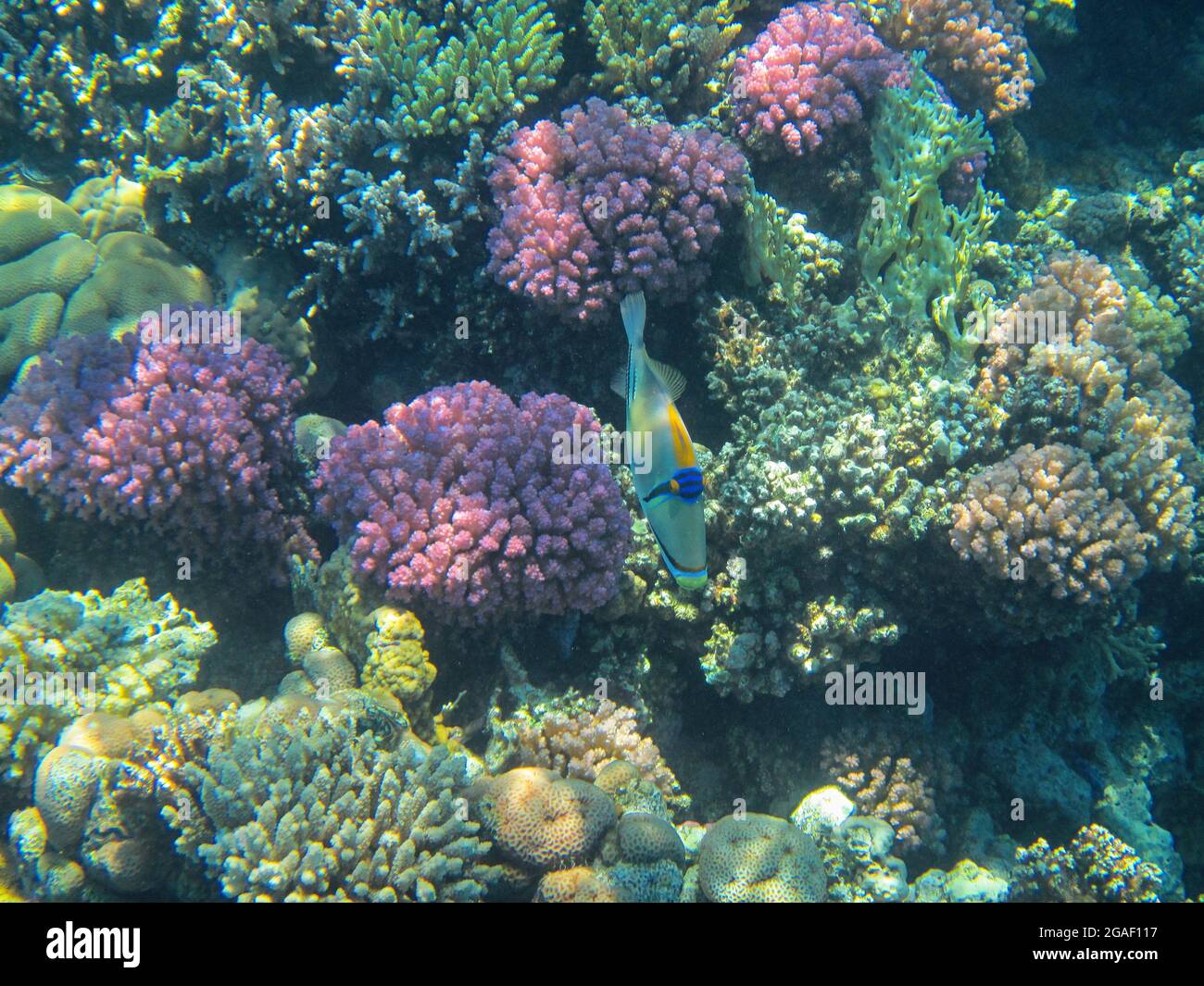 Fotografía submarina de los arrecifes del Mar Rojo en el sur del Sinaí Foto de stock