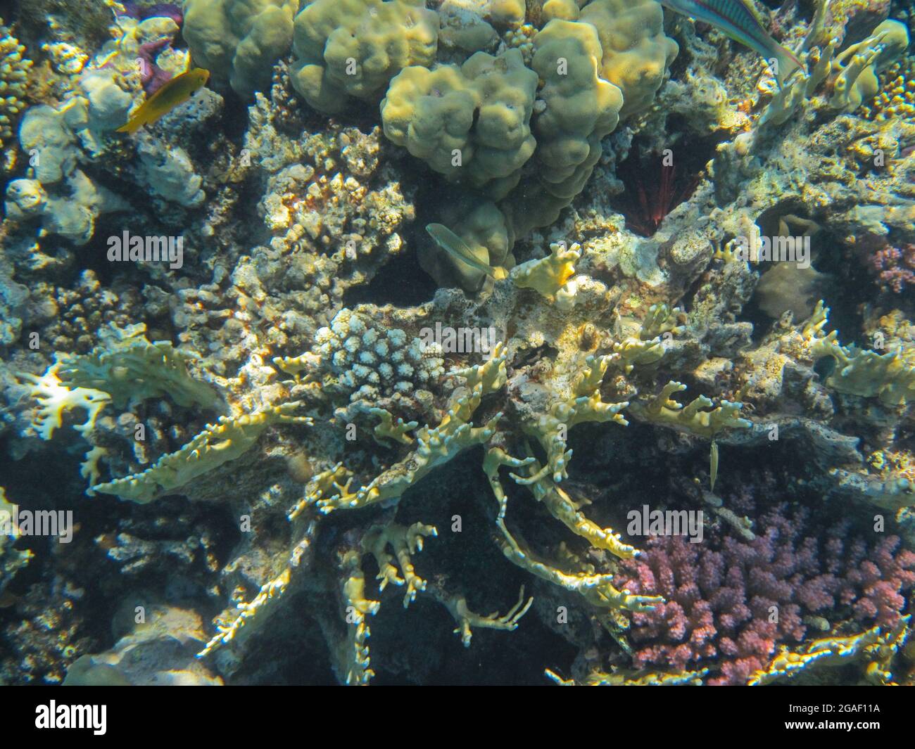 Fotografía submarina de los arrecifes del Mar Rojo en el sur del Sinaí Foto de stock