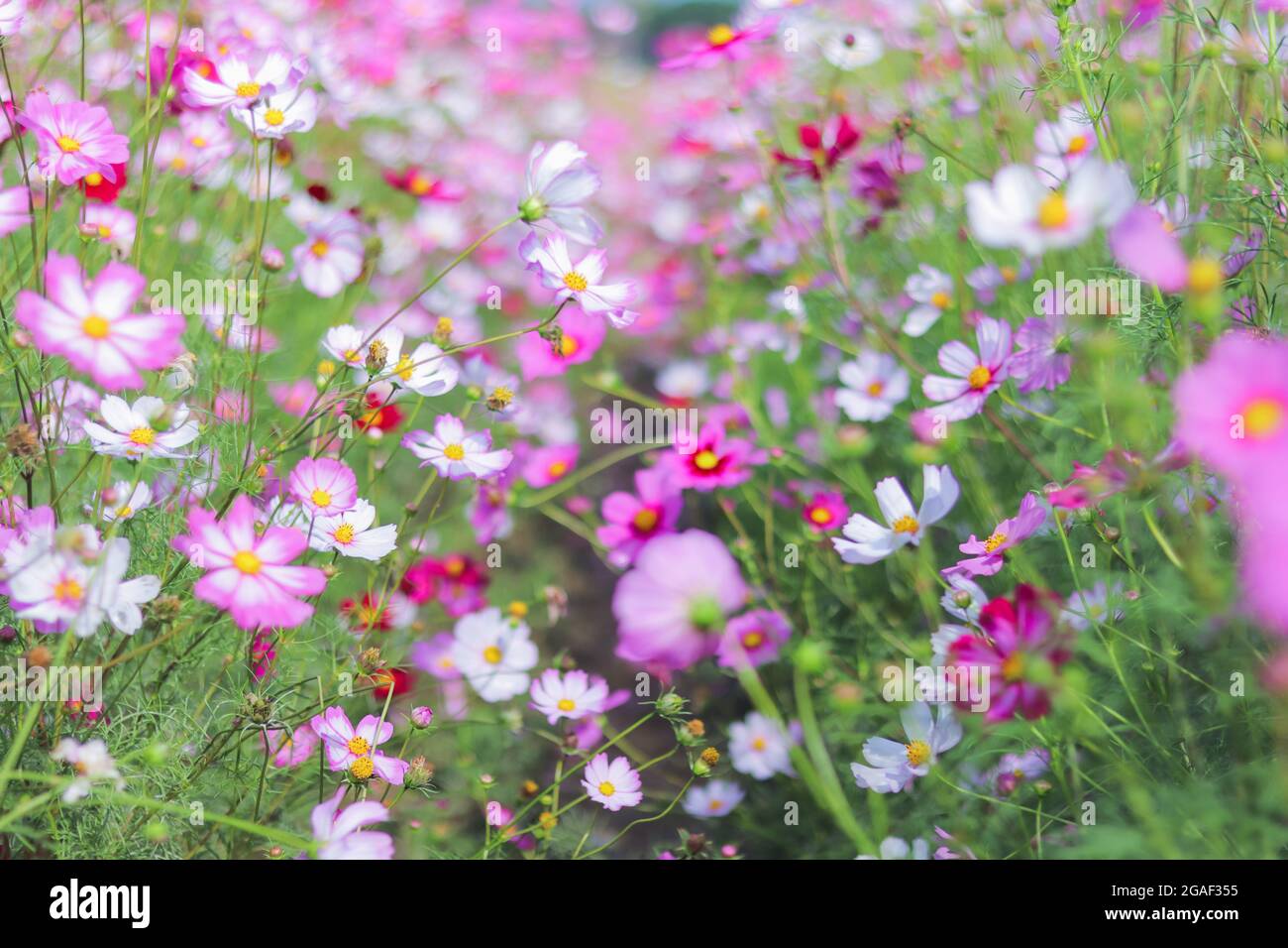 El colorido campo de flores del cosmos es una popular flor de invierno plantada en lugares turísticos para que los turistas tomen fotos en el vasto campo del cosmos. La espalda Foto de stock