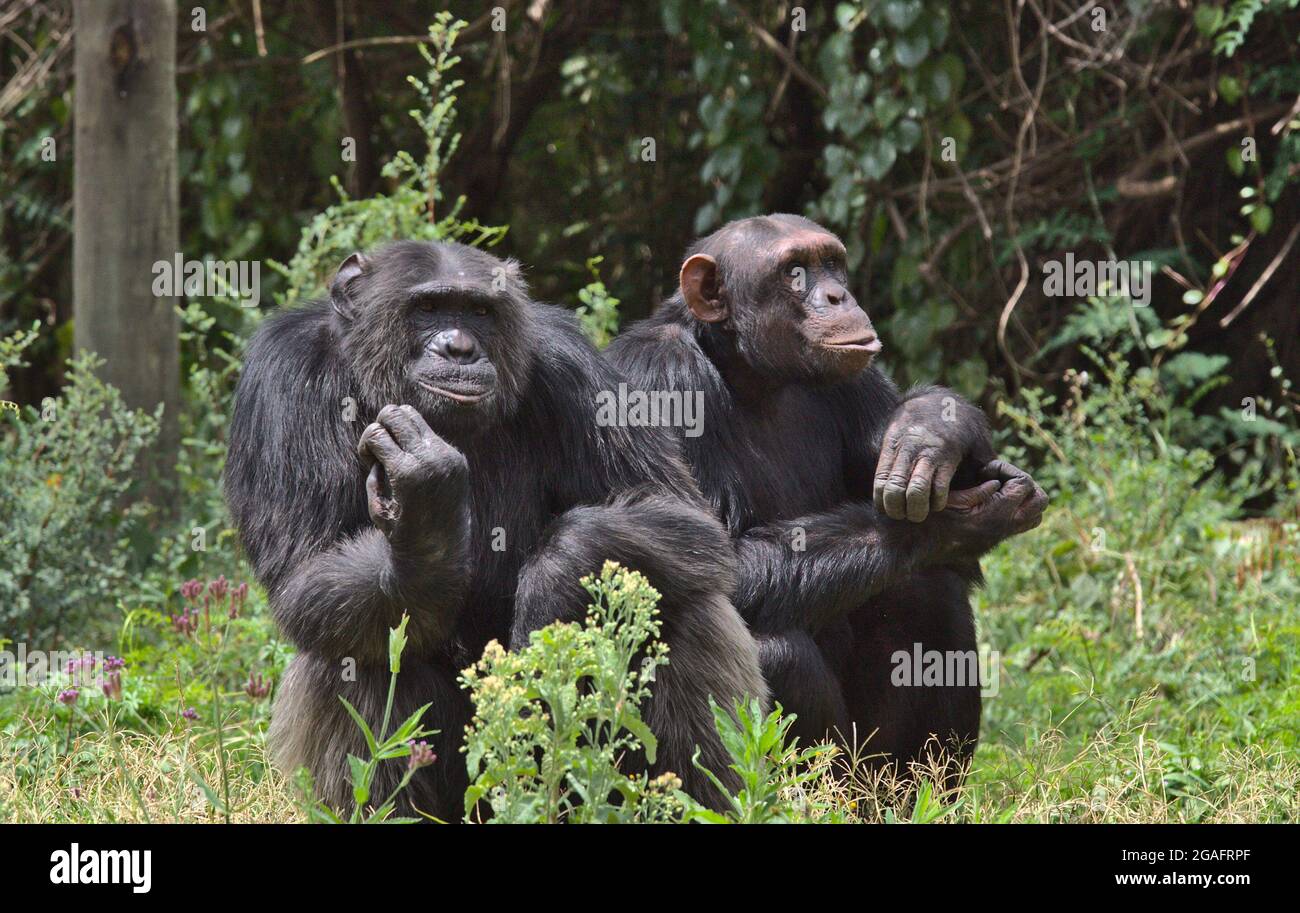 Un par de chimpancés sentados y mirando pensativo en el salvaje Ol Pejeta Conservancy, Kenia Foto de stock