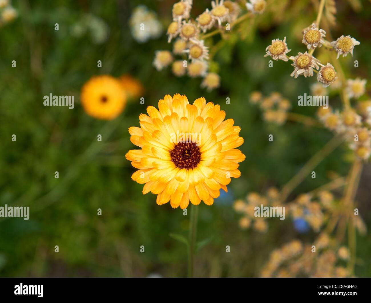 Primer plano de una flor de Calendula amarilla floreciendo en verano Foto de stock