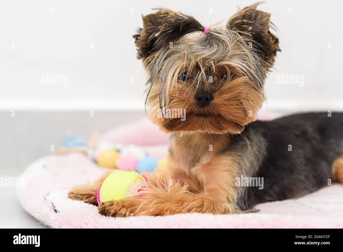 Little Yorkshire Terrier jugando con Toy. Yorkie Dog se acuesta en la cama  de perro. Enfoque selectivo en cara cachorro Fotografía de stock - Alamy