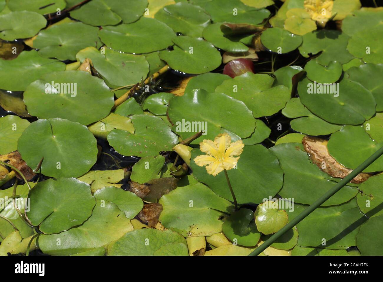 Lirio de agua amarillo y almohadillas verdes redondas flotando en un  estanque Fotografía de stock - Alamy