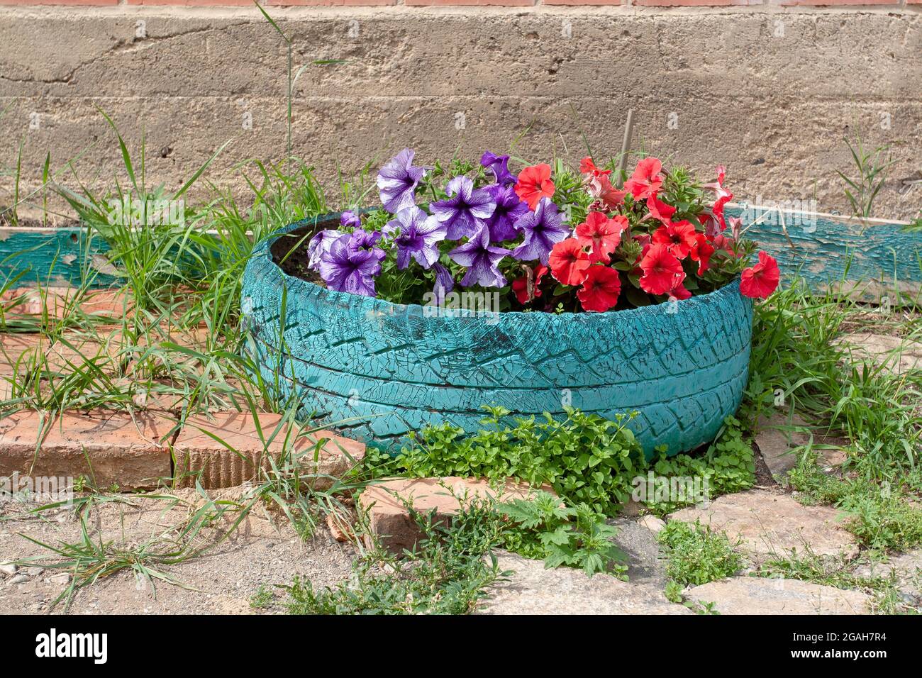 Cama de flores Petunia hecha en un viejo neumático de coche. Imagen horizontal. Foto de stock