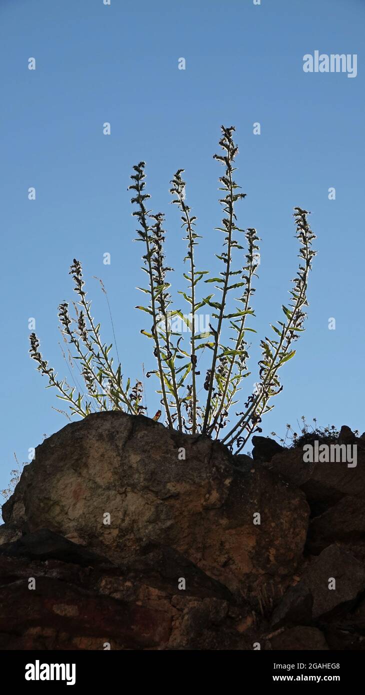 Fondo - arbusto iluminado por el sol que crece en una piedra. Las hojas de la planta brillan en el sol incidente. Foto de stock