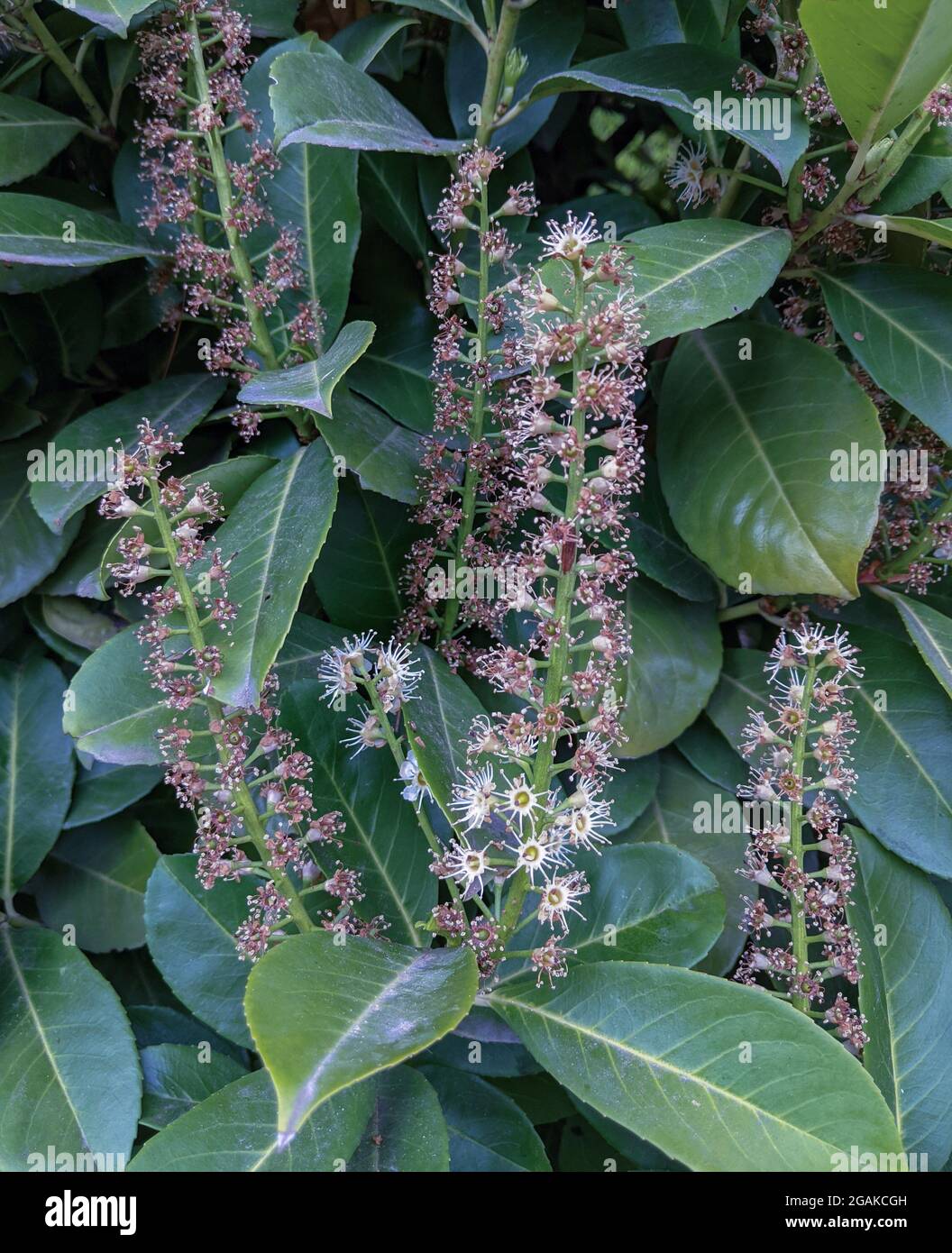Prunus laurocerasus o el arbusto de laurel inglés con flores