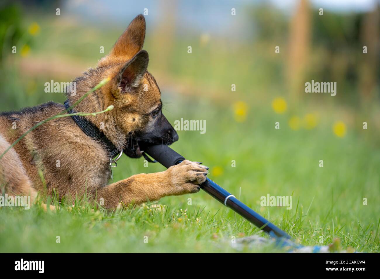 Retrato de perro de un cachorro de nueve semanas de edad del Pastor Alemán.  Fondo verde de hierba. Color Sable, raza de línea de trabajo Fotografía de  stock - Alamy