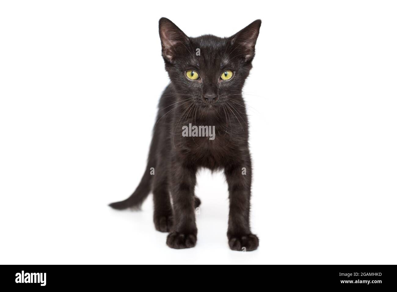 Gatito negro pequeño de 3 meses, aislado sobre blanco Fotografía de stock -  Alamy