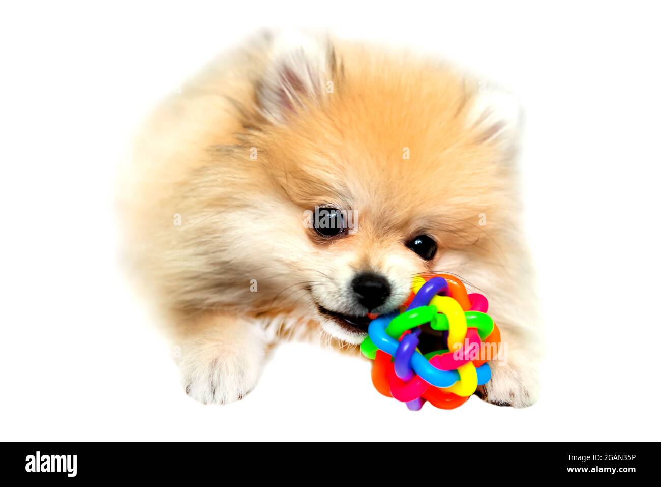 Pomeranian Spitz jugando con su bola sobre un fondo blanco Foto de stock