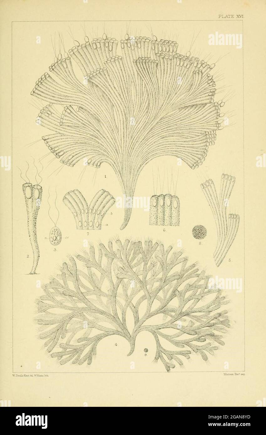 Un manual de la Infusoria : Londres :D. Bogue, 1880-1882. Foto de stock