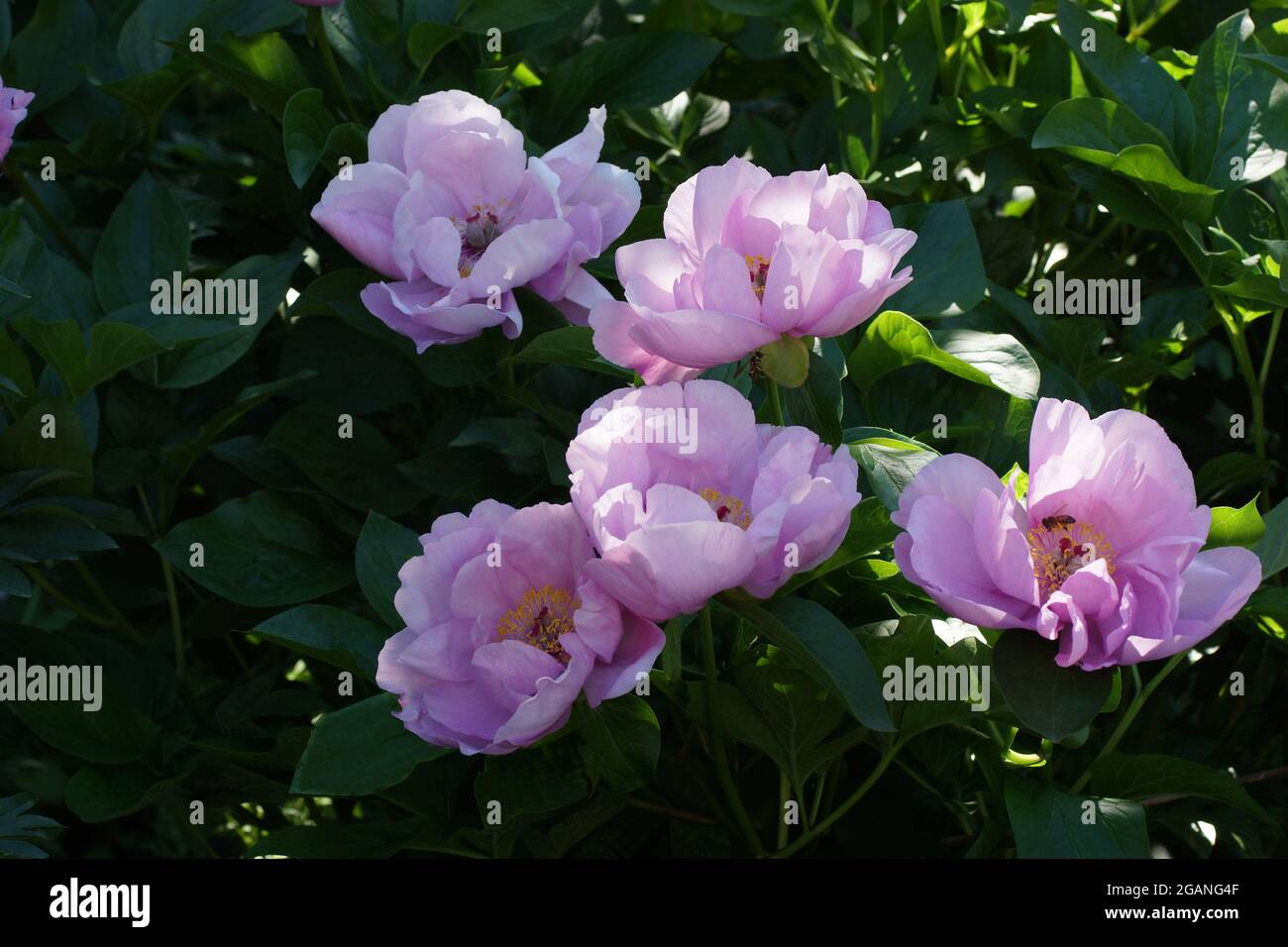 Paeonia May Lilac. Flor de peonía rosa. Hermosas peonías rosadas en el jardín. Foto de stock