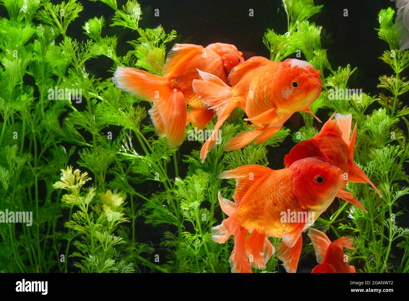Peces de colores en el acuario con plantas verdes Foto de stock