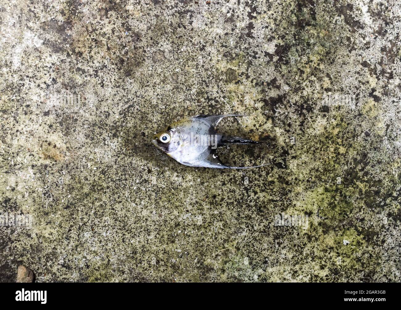 El pez ángel de mármol dorado murió debido al choque de agua. Peces pequeños muertos en el suelo. Foto de stock