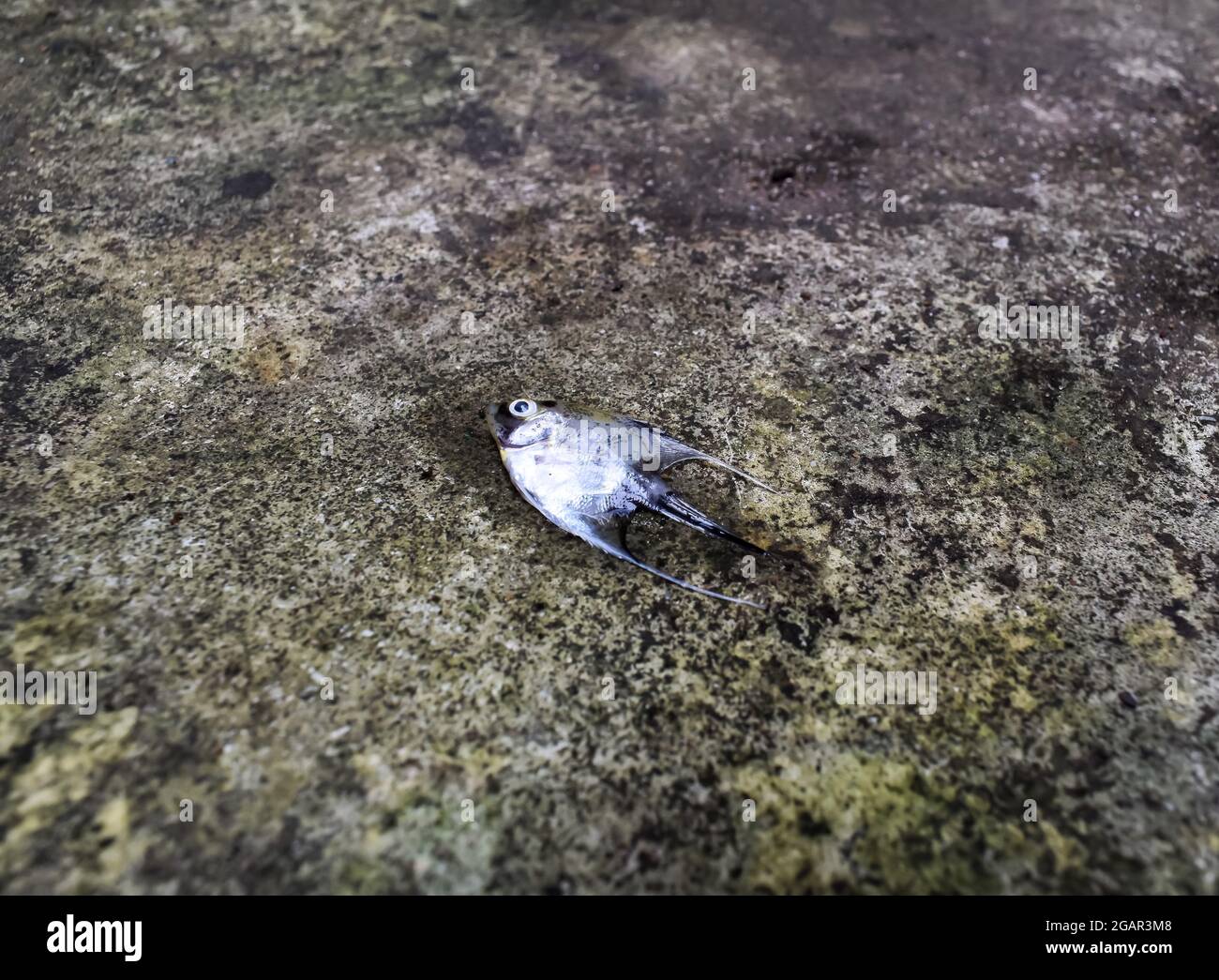 El pez ángel de mármol dorado murió debido al choque de agua. Peces pequeños muertos en el suelo. Vista lateral Foto de stock