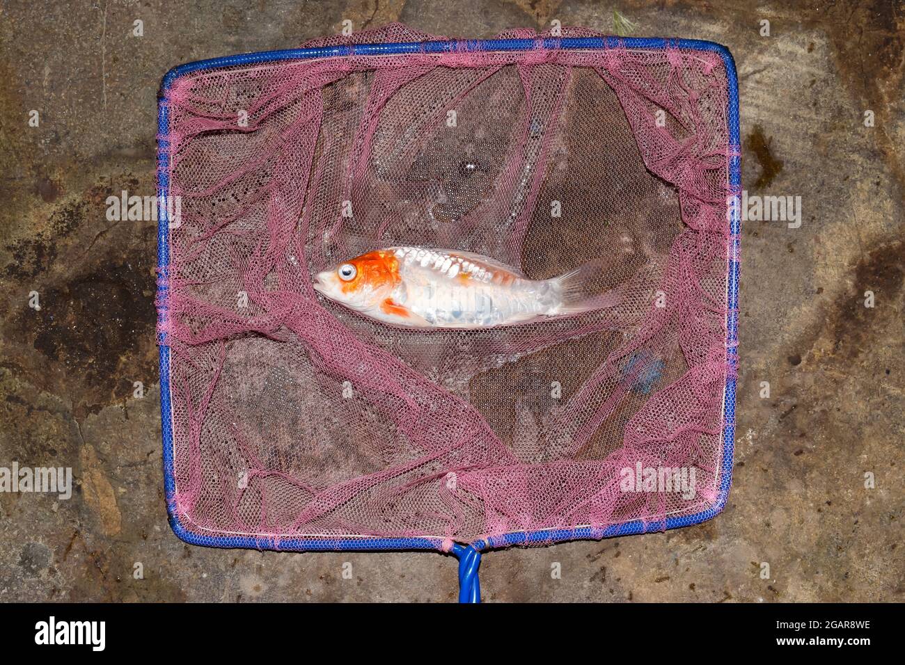 Los peces Kohaku Koi murieron debido a la mala calidad del agua, es decir, envenenamiento por amoníaco. Captada por red de pesca. Foto de stock