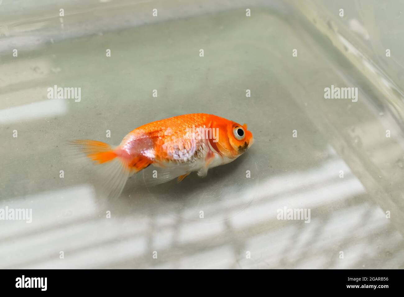 Lionhead goldfish murió debido a la mala calidad del agua, es decir, envenenamiento por amoníaco. Peces pequeños muertos en la superficie del agua. Foto de stock