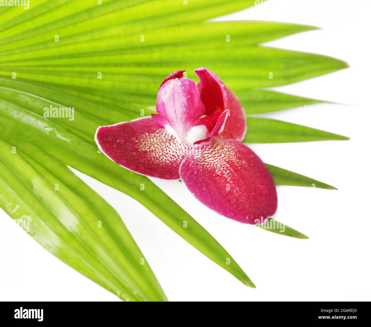 Hojas de orquídeas y hojas de palma, aisladas sobre blanco Fotografía de  stock - Alamy