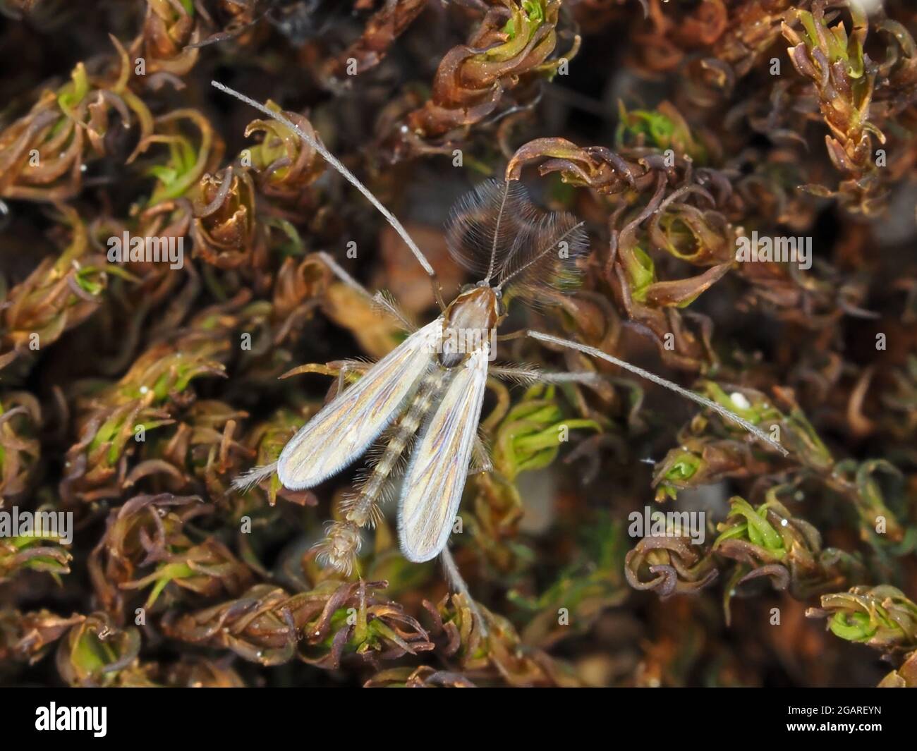 Minúsculo macho Chironomidae mediano, de aproximadamente 3mm de longitud, sin incluir las antenas Foto de stock