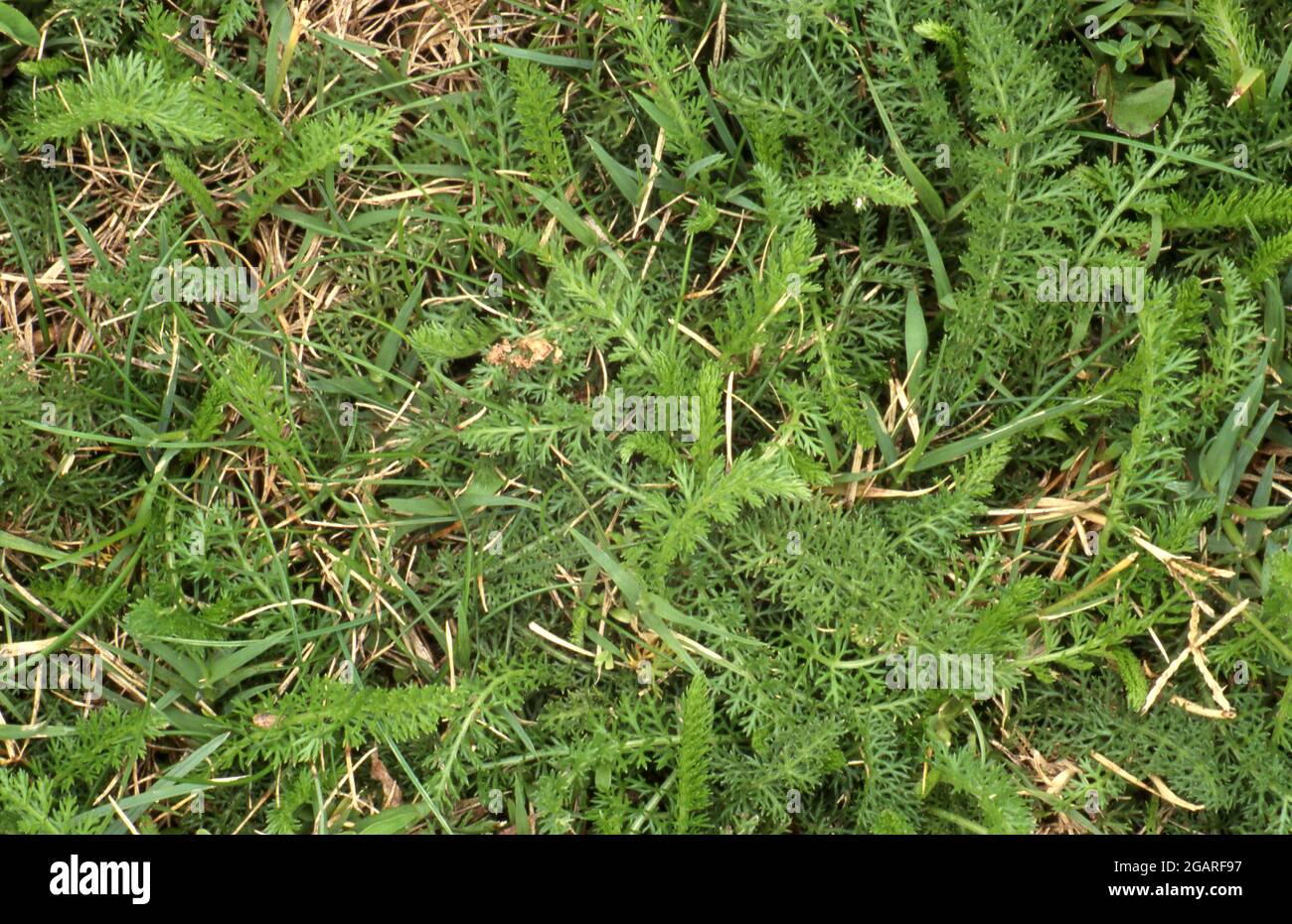 Yarrow (Achillea millefolium) es una hierba herbácea perenne. En un césped se puede formar una gruesa, la estera que se extiende y se convierte en una maleza invasora. Foto de stock