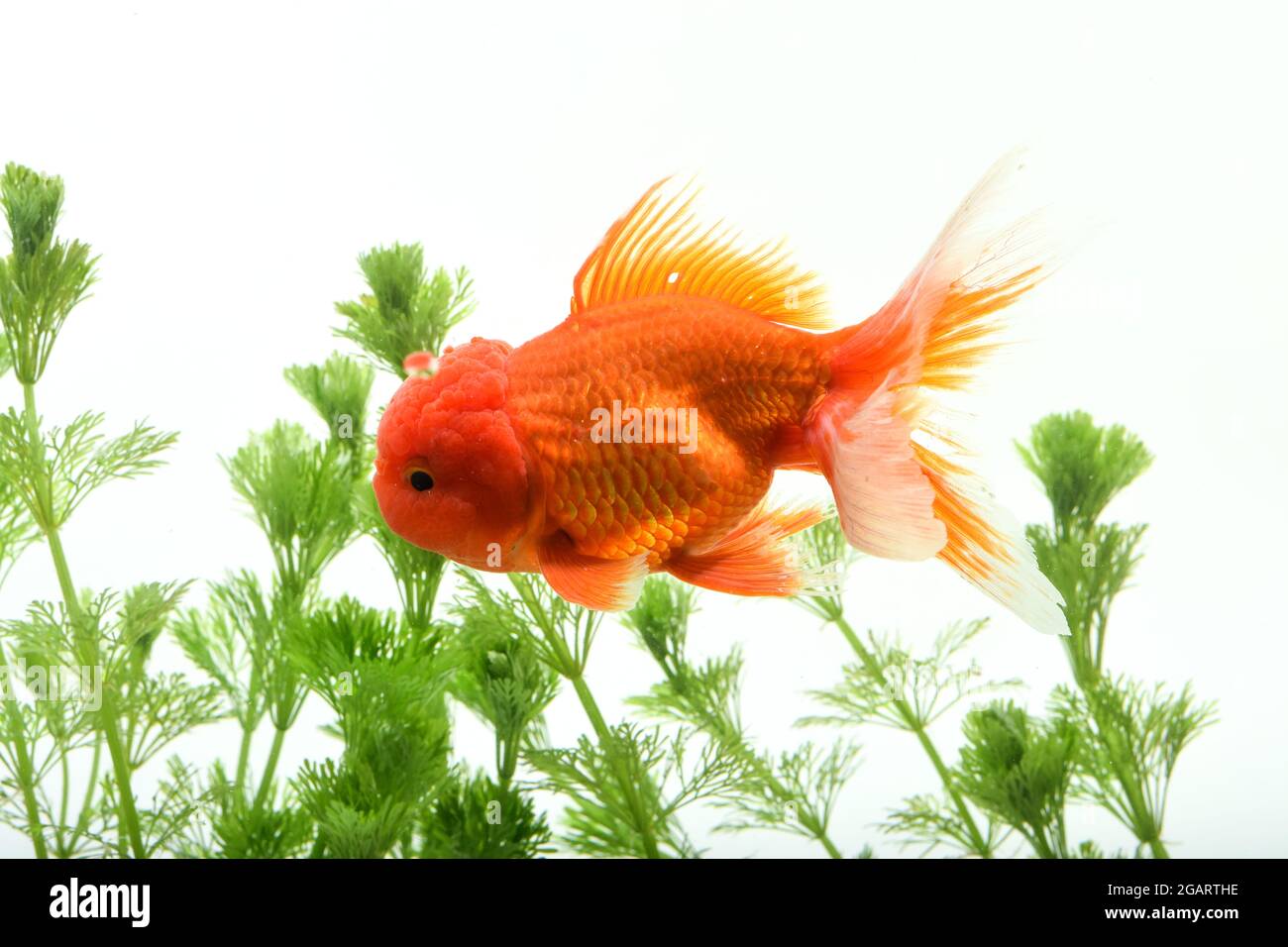 Peces de colores en el acuario con plantas verdes Foto de stock