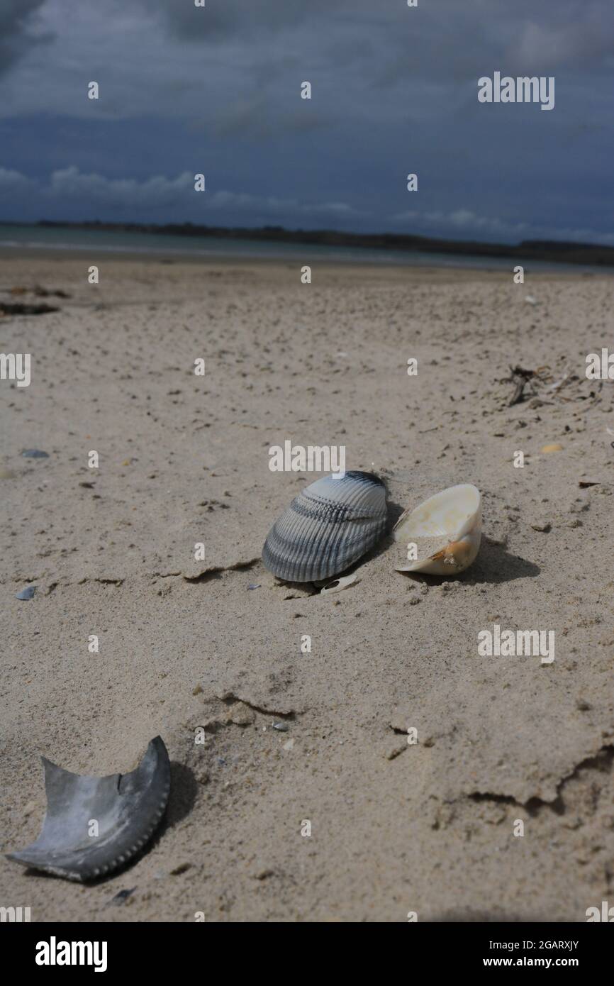 Basura de la naturaleza - conchas desechadas en la playa Foto de stock