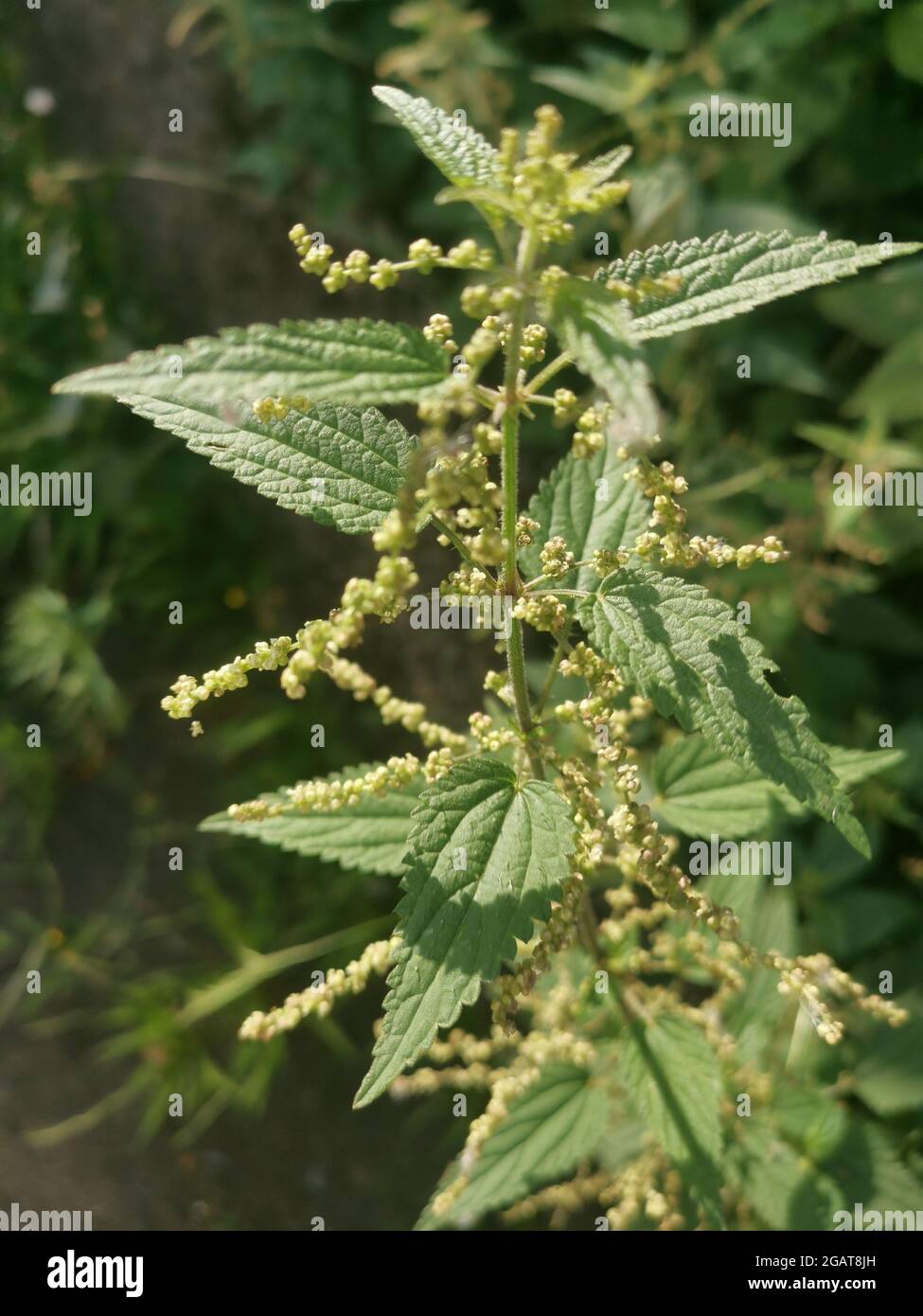 Ortiga verde en flor, hojas dentadas Fotografía de stock - Alamy