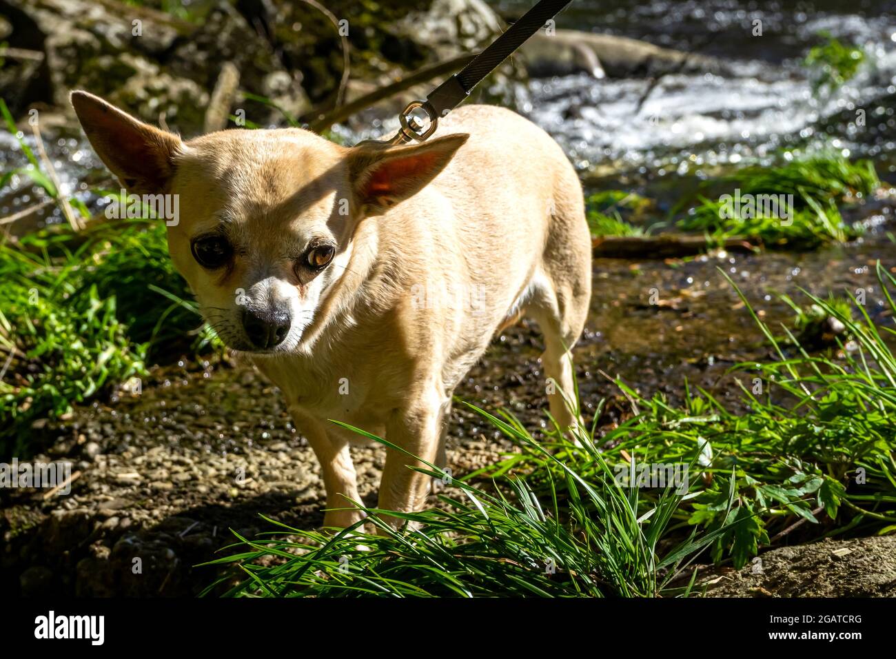 Chihuahua en movimiento en el Valle de Ilz Bosque Bávaro Alemania  Fotografía de stock - Alamy