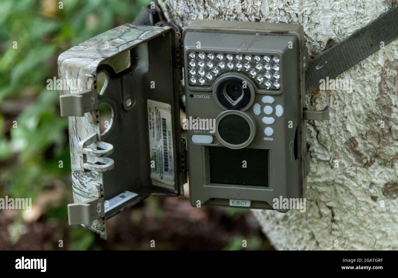Cámara de trail fijada al árbol de la selva tropical para monitorear y video pasando la vida silvestre en Queensland, Australia. La parte frontal de la cámara se abre para ajustar la configuración. Foto de stock