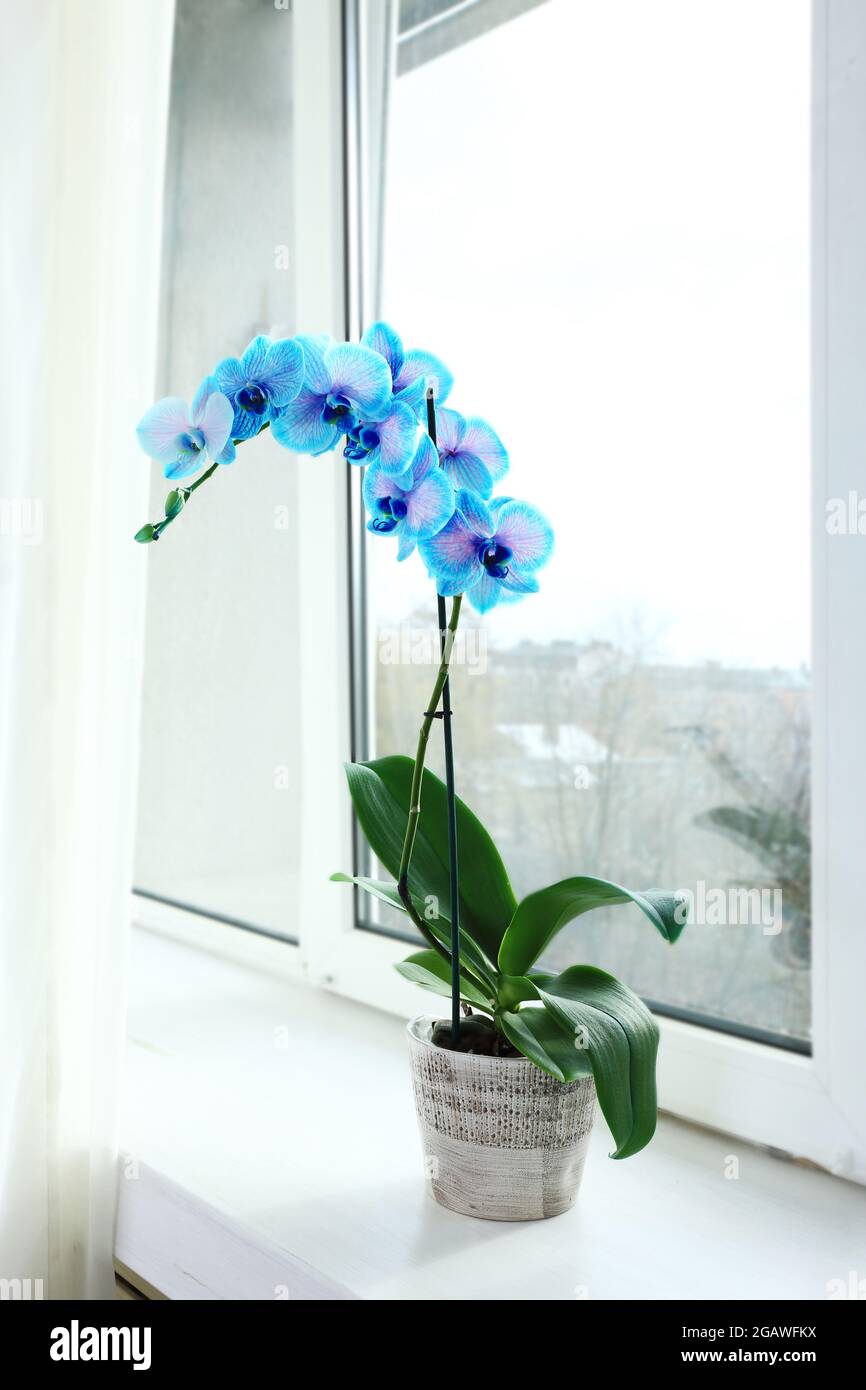 Hermosas flores de orquídeas azules en la tabla de la ventana, de cerca  Fotografía de stock - Alamy