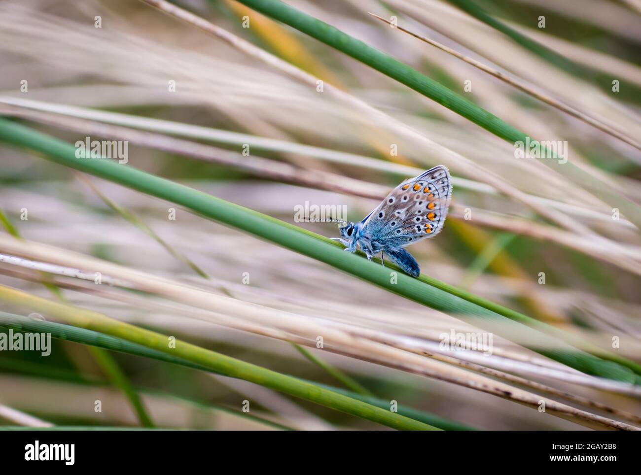 Vista ventral de una mariposa azul común en hierba con alas cerradas Foto de stock