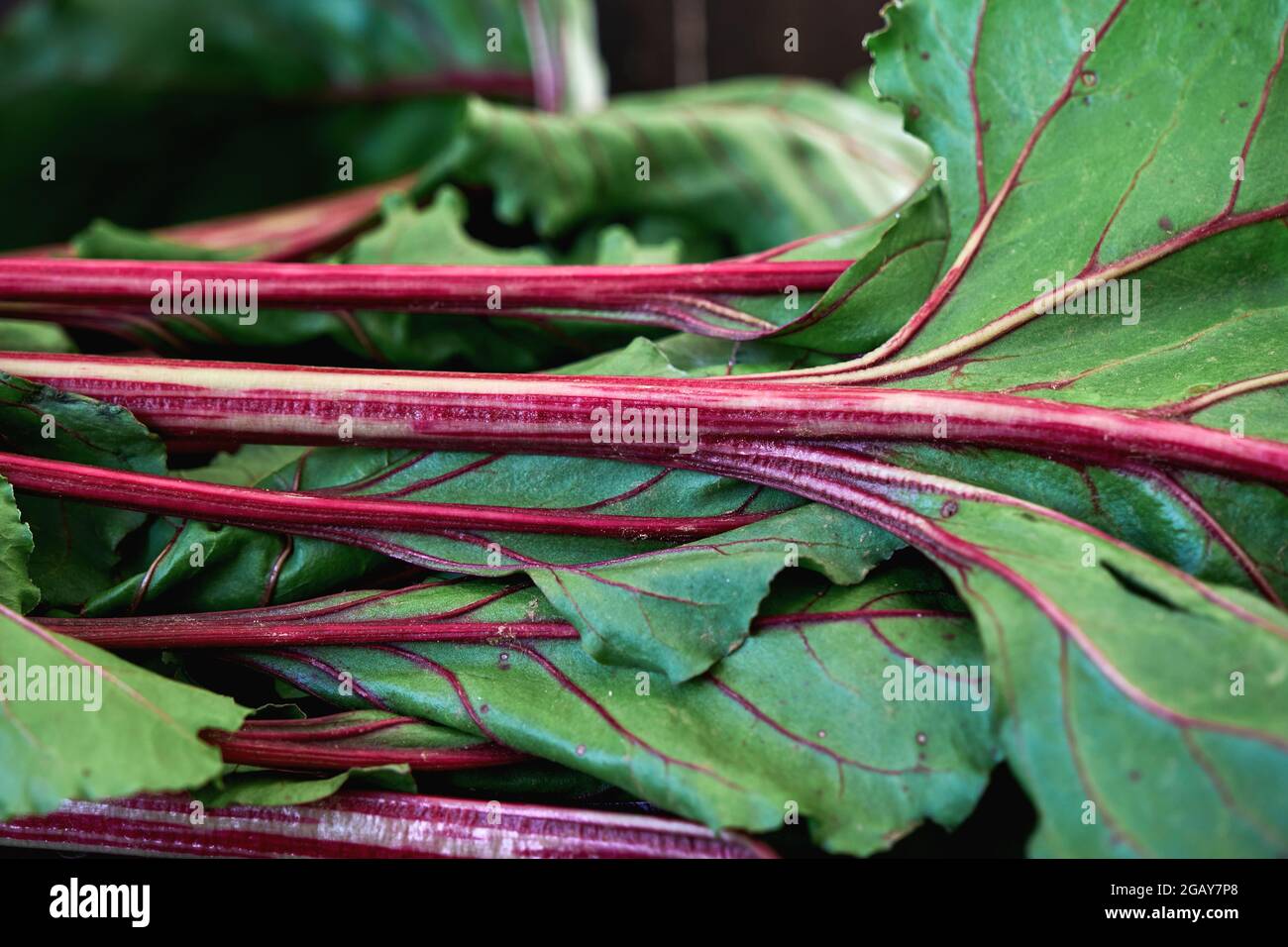 Detalle de la remolacha de jardín beta vulgares rojos betanina tallos y hojas verdes Foto de stock