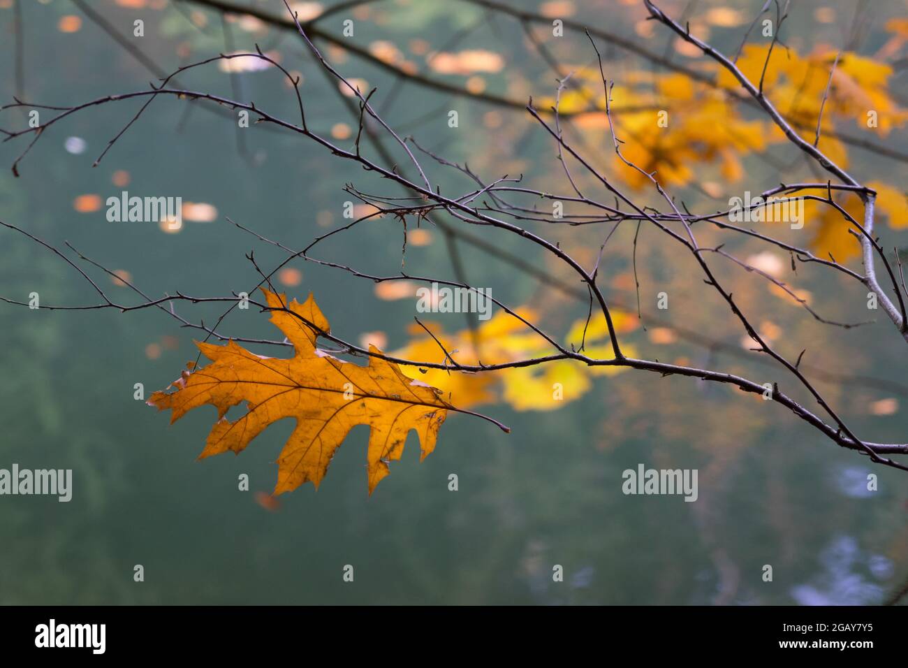 hojas de otoño de color bronce y ramitas en la orilla de un lago forestal remoto Foto de stock