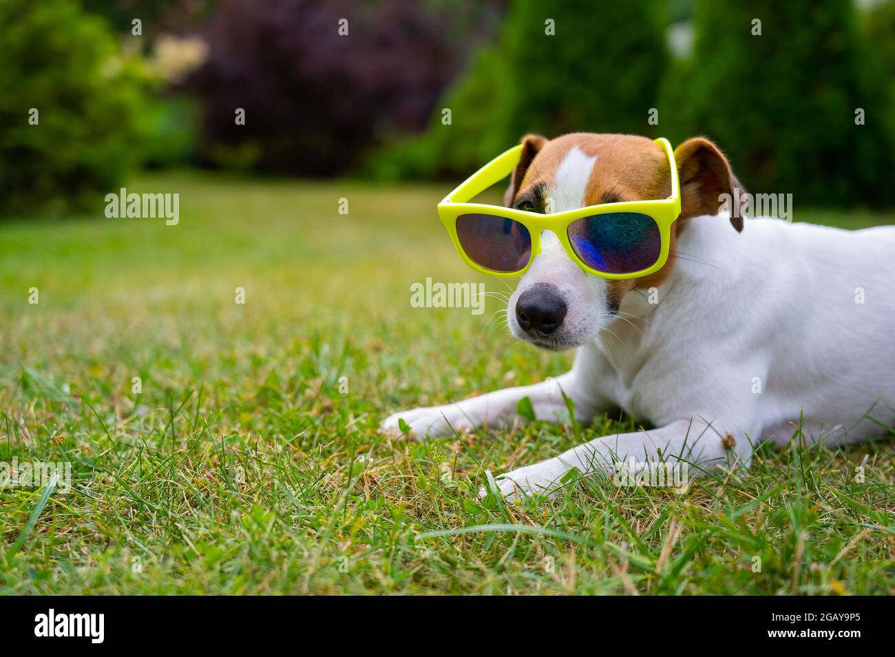 jack russell sunglasses