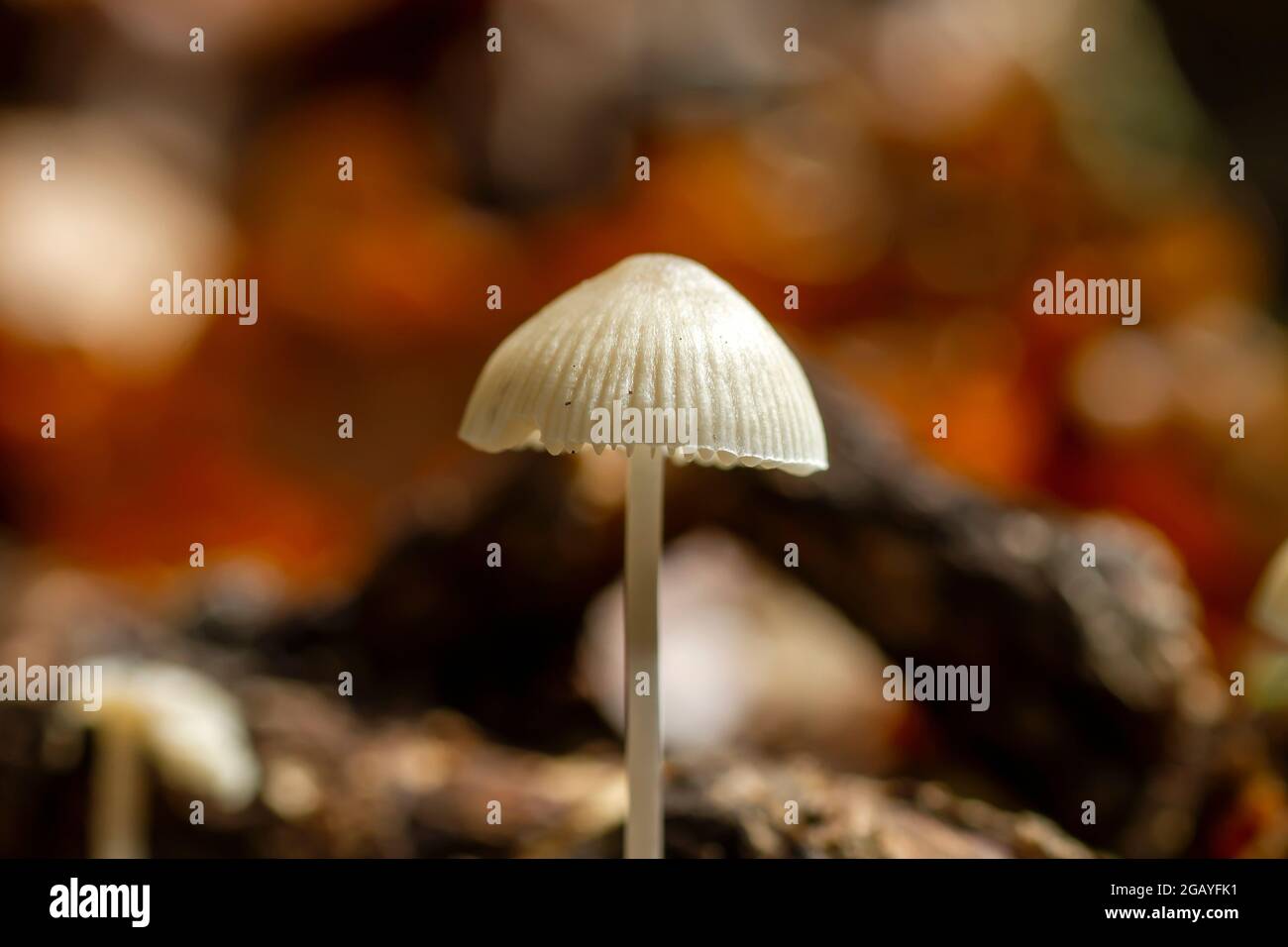 Detalle de Mycena cinerella o champiñones pequeños blancos de bonete mealy que crecen salvajes en el bosque otoñal Foto de stock