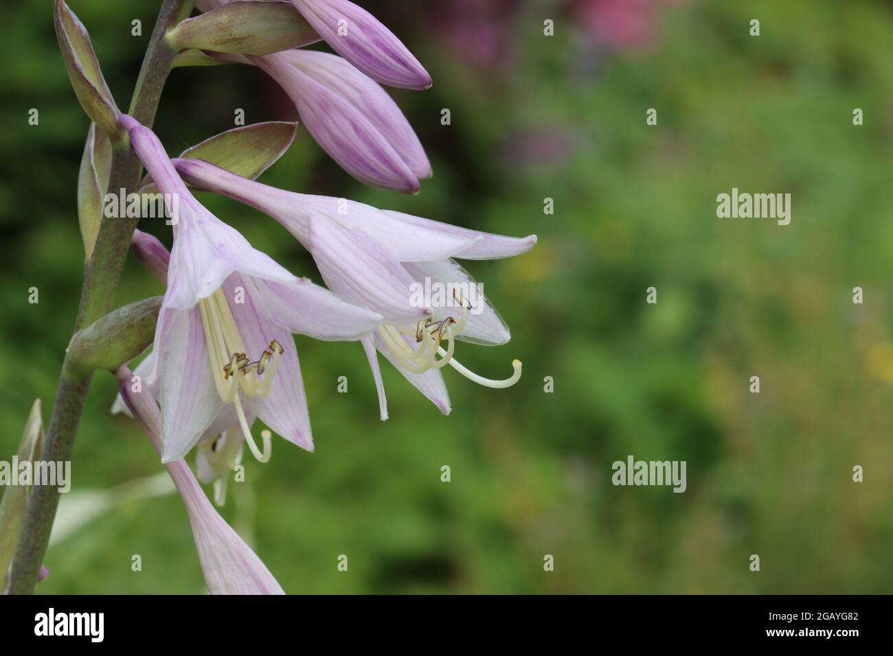 una flor de un hosta en forma de lirio Foto de stock